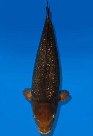 Koi Auktion Dainichi Chagoi Nisai BrownMonkey female 62cm NN06-1746