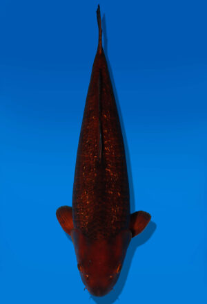 Koi Auktion Dainichi GinrinChagoi Nisai BrownMonkey male 56cm NN06-1747