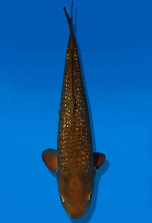 Koi Auktion Dainichi GinrinChagoi Nisai BrownMonkey male 52cm NN06-1763