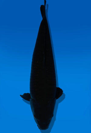 Koi Auktion Dainichi BlackDiamond Nisai BlackZeus male 56cm NN06-1748