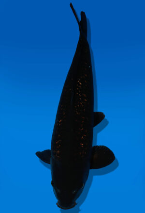 Koi Auktion Dainichi BlackDiamond Nisai BlackZeus male 58cm NN05-1749