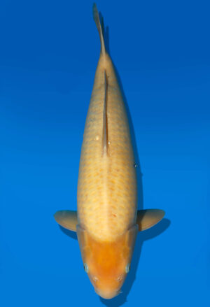 Koi Auktion Dainichi Karashigoi Nisai YellowMonkey male 56cm NN05-1750