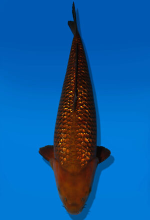 Koi Auktion Dainichi GinrinChagoi Nisai BrownMonkey female 59cm NN05-1764