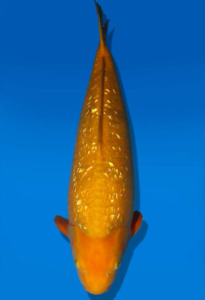Koi Auktion Dainichi GinrinKarashigoi Nisai YellowMonkey male 53cm NN05-1751