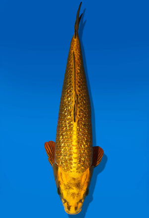 Koi Auktion Dainichi MukashiOgon Nisai BrownMonkey male 57cm NN05-1765