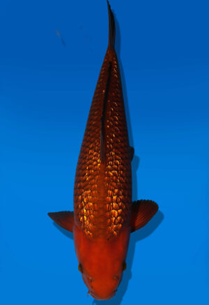 Koi Auktion Dainichi GinrinChagoi Nisai BrownMonkey male 55cm NN04-1766