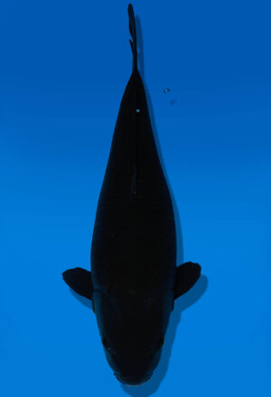 Koi Auktion Dainichi BlackDiamond Nisai BlackZeus female 58cm NN04-1752
