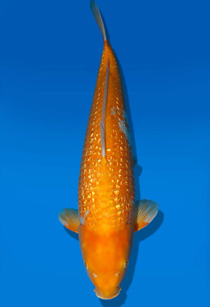 Koi Auktion Dainichi GinrinKarashigoi Nisai YellowMonkey male 15cm NN04-1753