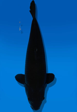 Koi Auktion Dainichi BlackDiamond Nisai BlackZeus female 63cm NN04-1767