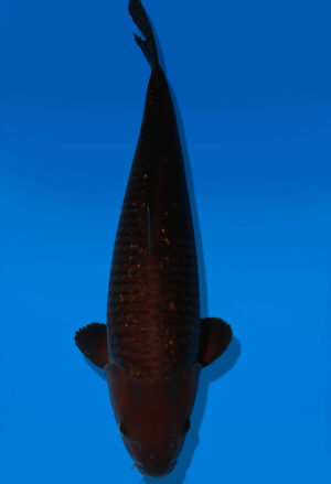 Koi Auktion Dainichi Chagoi Nisai BrownMonkey female 65cm NN04-1768