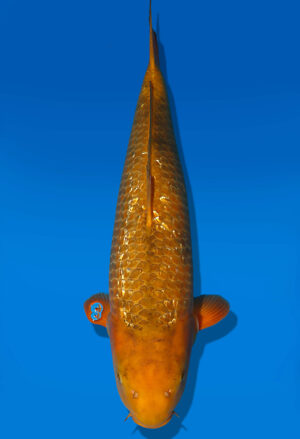 Koi Auktion Dainichi Karashigoi Nisai YellowMonkey female 52cm NN04-1754