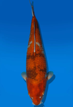 Koi Auktion Dainichi Showa Nisai BrownMonkey male 54cm NN04-1755