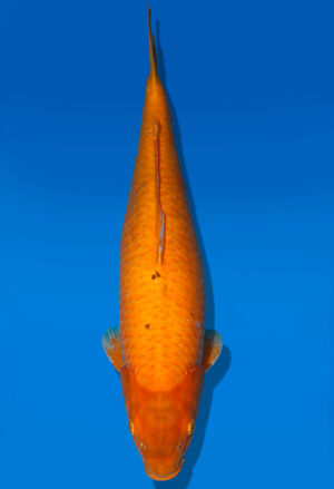 Koi Auktion Dainichi Karashigoi Nisai YellowMonkey male 55cm NN04-1769