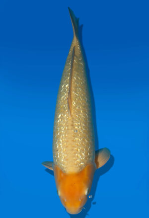 Koi Auktion Dainichi GinrinKarashigoi Nisai YellowMonkey male 58cm NN04-1770