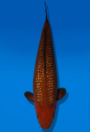 Koi Auktion Dainichi GinrinChagoi Nisai BrownMonkey female 66cm NN04-1756