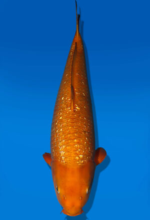 Koi Auktion Dainichi GinrinChagoi Nisai BrownMonkey female 55cm NN04-1757