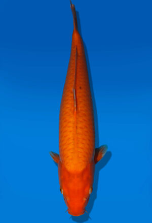 Koi Auktion Dainichi Karashigoi Nisai YellowMonkey female 53cm NN04-1771