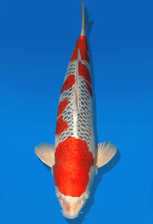 Koi Auktion Dainichi Kujaku Nisai Omo/Maru male 64cm NN05-1772