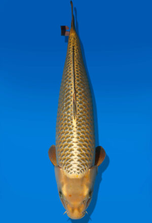 Koi Auktion Dainichi Chagoi Nisai BrownMonkey female 69cm NN04-1758