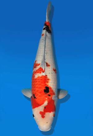 Koi Auktion Dainichi Showa Nisai WhiteMonroe female 63cm NN05-1759