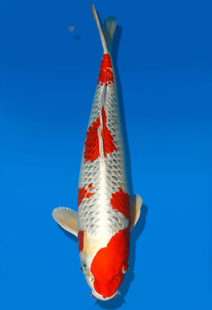 Koi Auktion Dainichi Kujaku Nisai Omo/Maru male 54cm NN05-1773