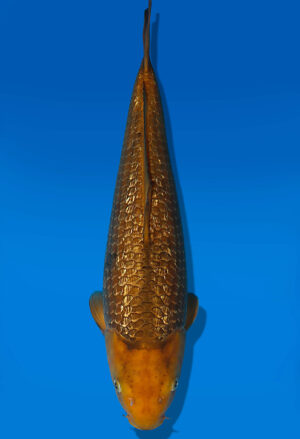 Koi Auktion Dainichi Chagoi Nisai BrownMonkey male 48cm NN05-1774