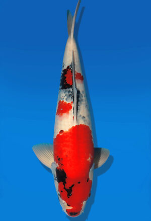 Koi Auktion Dainichi Showa Nisai WhiteMonroe male 63cm NN05-1760