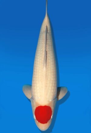 Koi Auktion Dainichi Tancho Nisai SuperRikidozan male 61cm NN05-1775