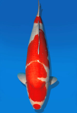 Koi Auktion Dainichi Kohaku Nisai SuperRikidozan male 65cm NN05-1762