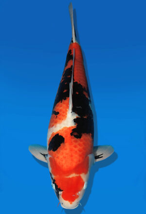 Koi Auktion Dainichi Showa Nisai WhiteMonroe female 60cm NN05-1761