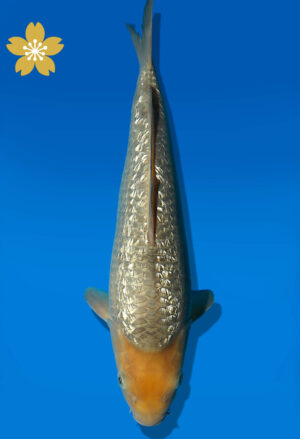 Koi Auktion Dainichi GinrinSoragoi JumboTosai SoraXGinrinSora - 36cm KT01-1776