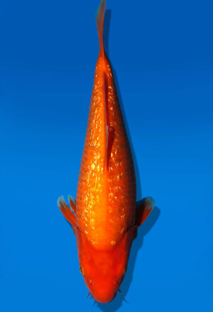 Koi Auktion Dainichi GinrinBenigoi JumboTosai XGinrinKohaku - 35cm KT01-1778