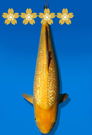Koi Auktion Dainichi GinrinKarashigoi JumboTosai YellowMonkey - 41cm KT01-1779