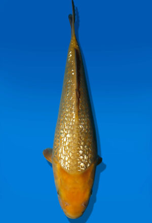 Koi Auktion Dainichi GinrinChagoi JumboTosai BrownMonkey - 36cm KT03-1780