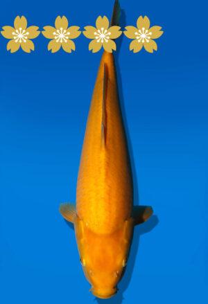 Koi Auktion Dainichi Karashigoi JumboTosai YellowMonkey - 43cm KT03-1781