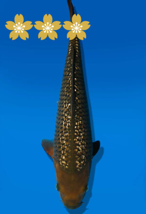 Koi Auktion Dainichi GinrinChagoi JumboTosai BrownMonkey - 40cm KT03-1782
