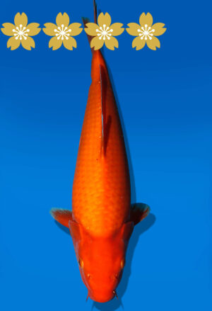 Koi Auktion Dainichi Benigoi JumboTosai RedTiger - 39cm KT03-1783