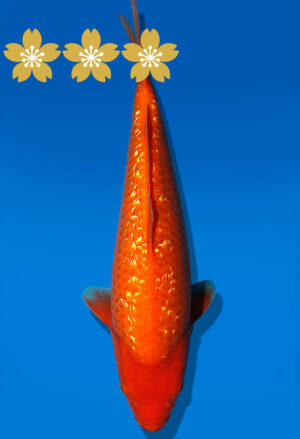 Koi Auktion Dainichi Kohaku JumboTosai XGinrinKohaku - 37cm KT04-1784