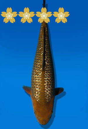 Koi Auktion Dainichi GinrinChagoi JumboTosai BrownMonkey - 44cm KT04-1804