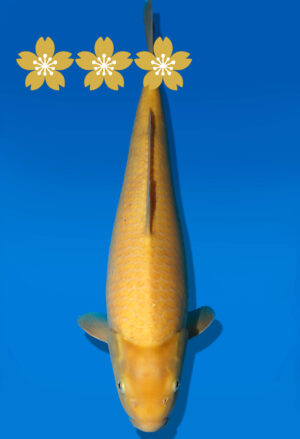 Koi Auktion Dainichi Karashigoi JumboTosai YellowMonkey - 40cm KT04-1785