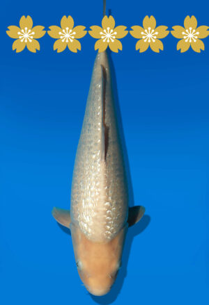 Koi Auktion Dainichi WhiteKarashigoi JumboTosai WhiteMonkey - 46cm KT04-1803