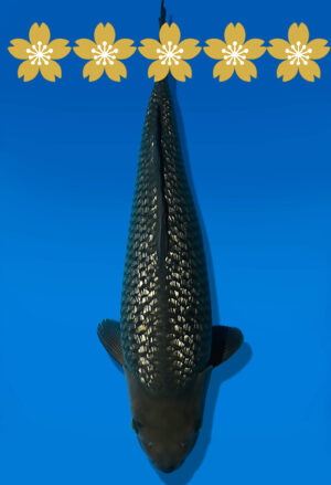 Koi Auktion Dainichi GinrinSoragoi JumboTosai GinrinSoraSora - 44cm 4711-1806