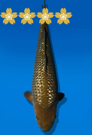 Koi Auktion Dainichi GinrinChagoi JumboTosai BrownMonkey - 43cm 4711-1807