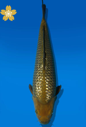 Koi Auktion Dainichi GinrinChagoi JumboTosai BrownMonkey - 38cm KT05-1786