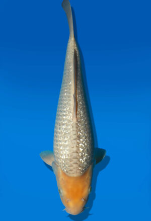 Koi Auktion Dainichi GinrinSoragoi JumboTosai SoraXGinrinSora - 34cm KT05-1787
