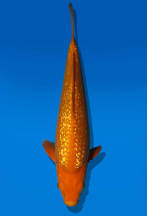 Koi Auktion Dainichi GinrinChagoi JumboTosai BrownMonkey - 34cm KT05-1788