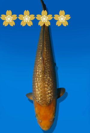 Koi Auktion Dainichi Chagoi JumboTosai BrownMonkey - 46cm KT05-1789