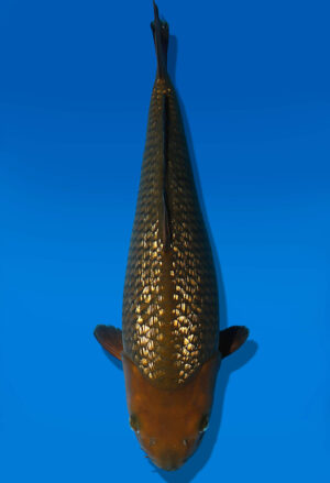 Koi Auktion Dainichi Chagoi JumboTosai BrownMonkey - 38cm KT05-1791