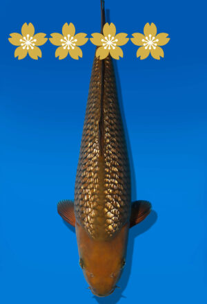 Koi Auktion Dainichi Chagoi JumboTosai BrownMonkey - 37cm NN01-1792