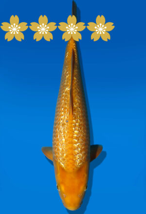 Koi Auktion Dainichi GinrinKarashigoi JumboTosai YellowMonkey - 41cm NN01-1793